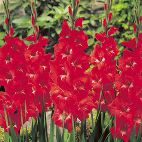 Glaïeul Traderhorn - Gladiolus Traderhorn - Willemse