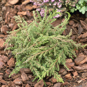 Genévrier commun Green Carpet - Juniperus communis Green Carpet - Willemse