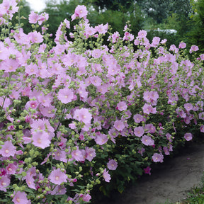 Lavatère Candy floss - Lavatera Candy Floss - Willemse
