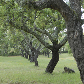 Chêne - Chêne-liège - Quercus suber