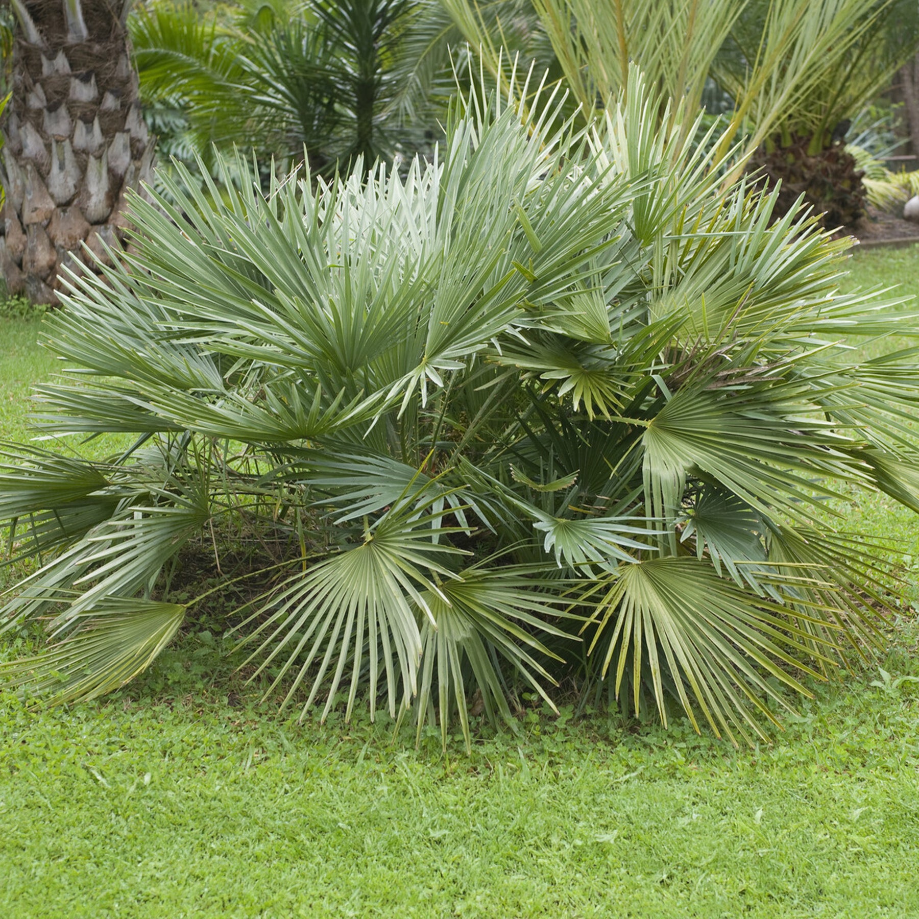 Sabal nain - Palmer nain à feuilles éventail - Willemse