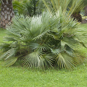 Sabal nain - Palmer nain à feuilles éventail - Willemse