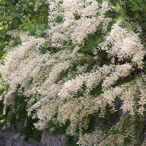 Tamaris ramosissima blanc - Tamaris ramosissima Hulsdonk White - Willemse