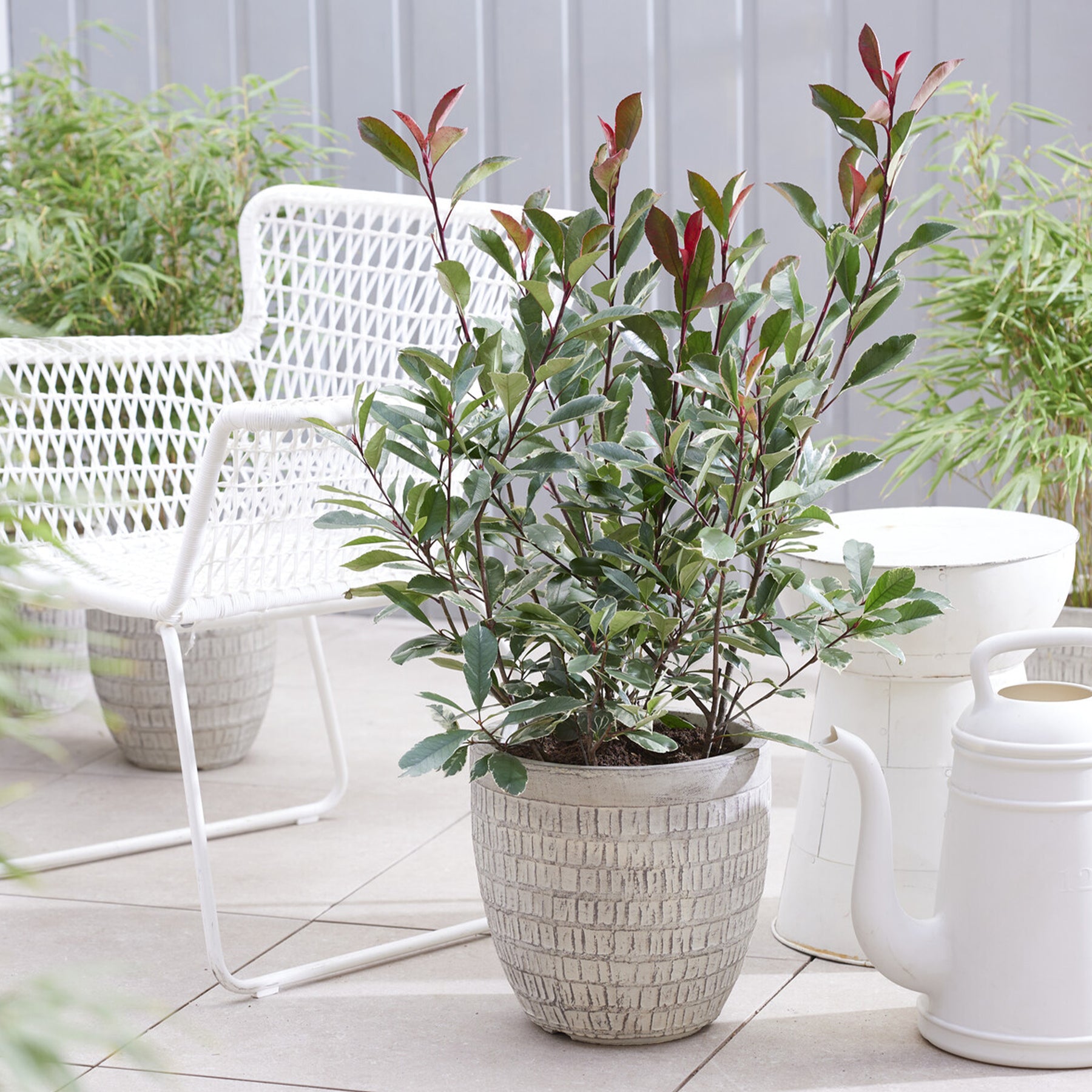 Vente Photinia fraseri Louise