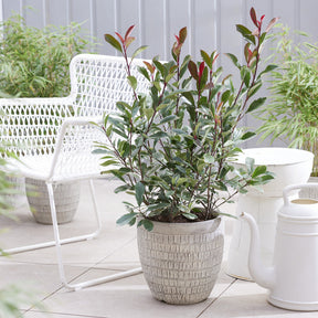 Vente Photinia fraseri Louise
