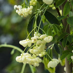Akébia à cinq feuilles Alba - Akebia quinata Alba - Willemse