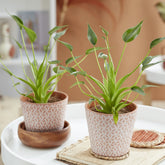Alocasia Tiny Dancer - Willemse