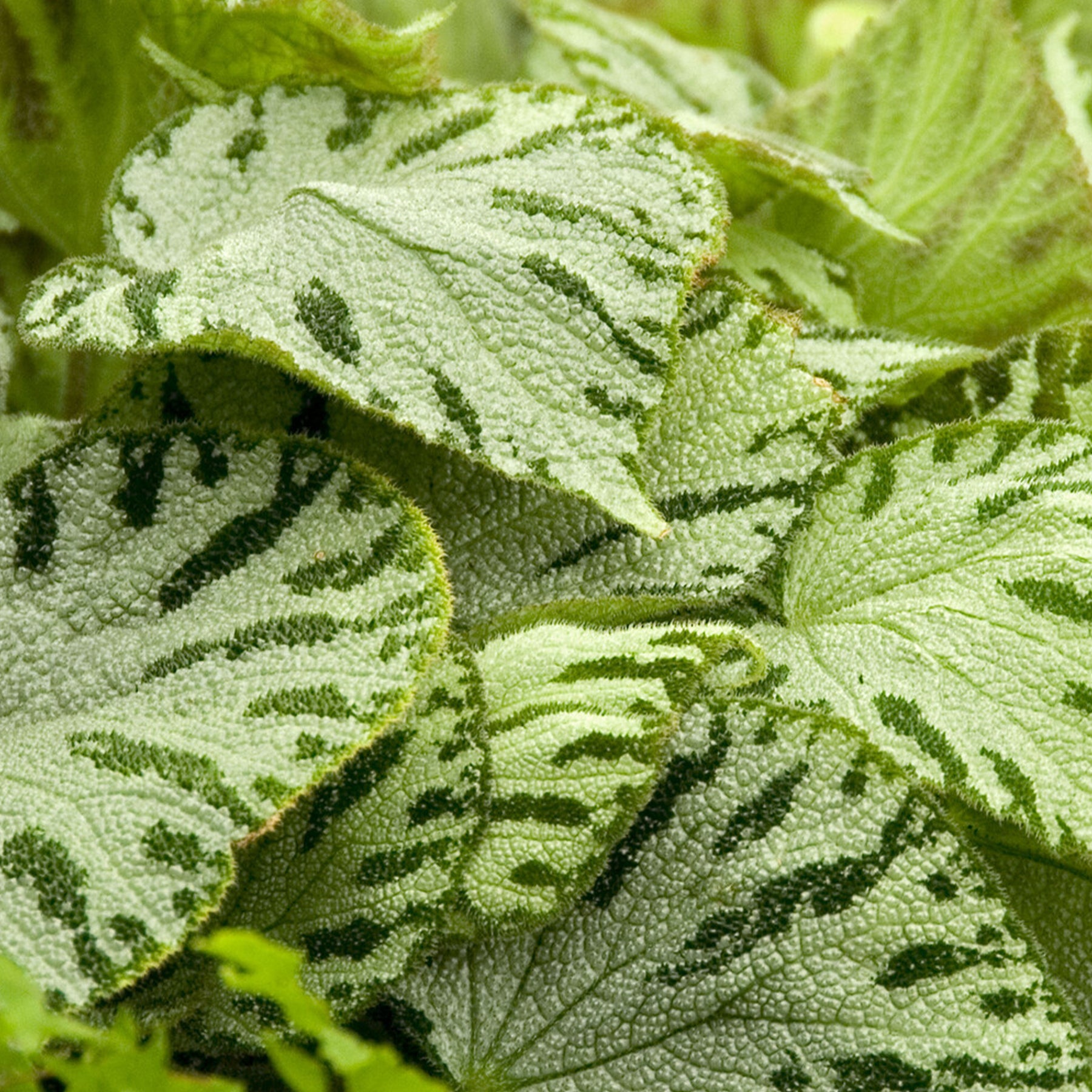 Begonia rex Silver Jewel - Bégonia Silver Jewel - Bégonias d'intérieur