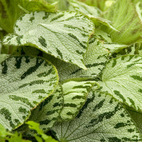Begonia rex Silver Jewel - Bégonia Silver Jewel - Bégonias d'intérieur