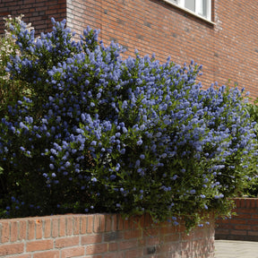 Céanothes - Lilas de Californie - Céanothe Concha - Ceanothus Concha