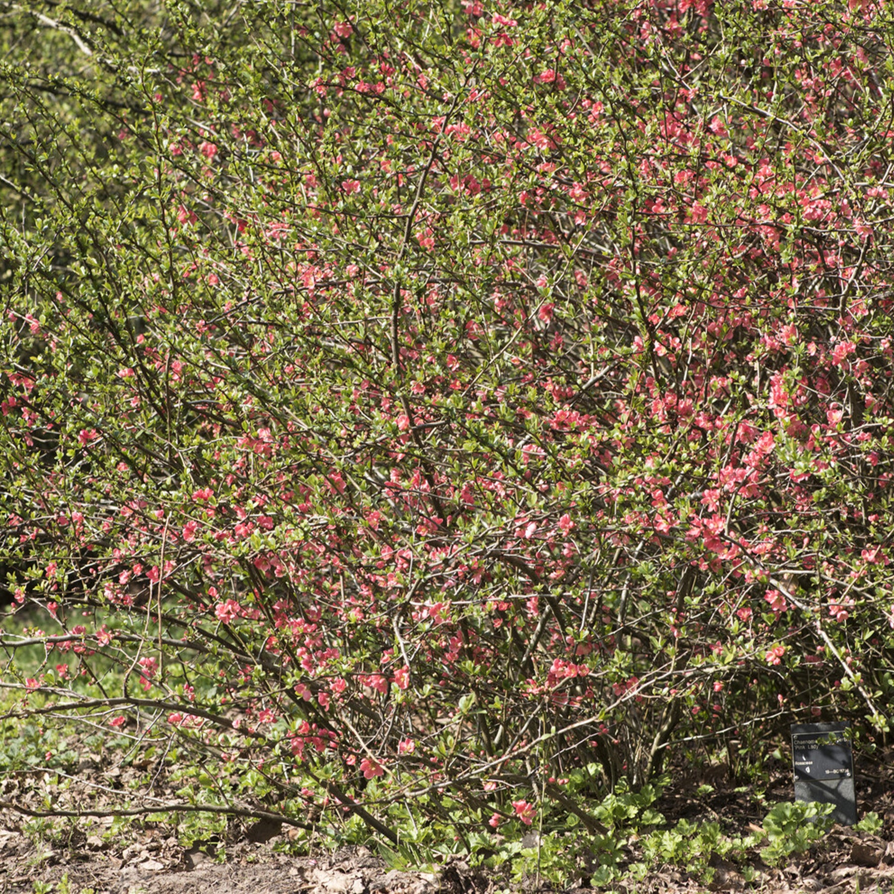 Chaenomeles x superba Pink Lady - Cognassier du Japon Pink Lady - Cognassier du Japon