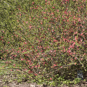 Chaenomeles x superba Pink Lady - Cognassier du Japon Pink Lady - Cognassier du Japon