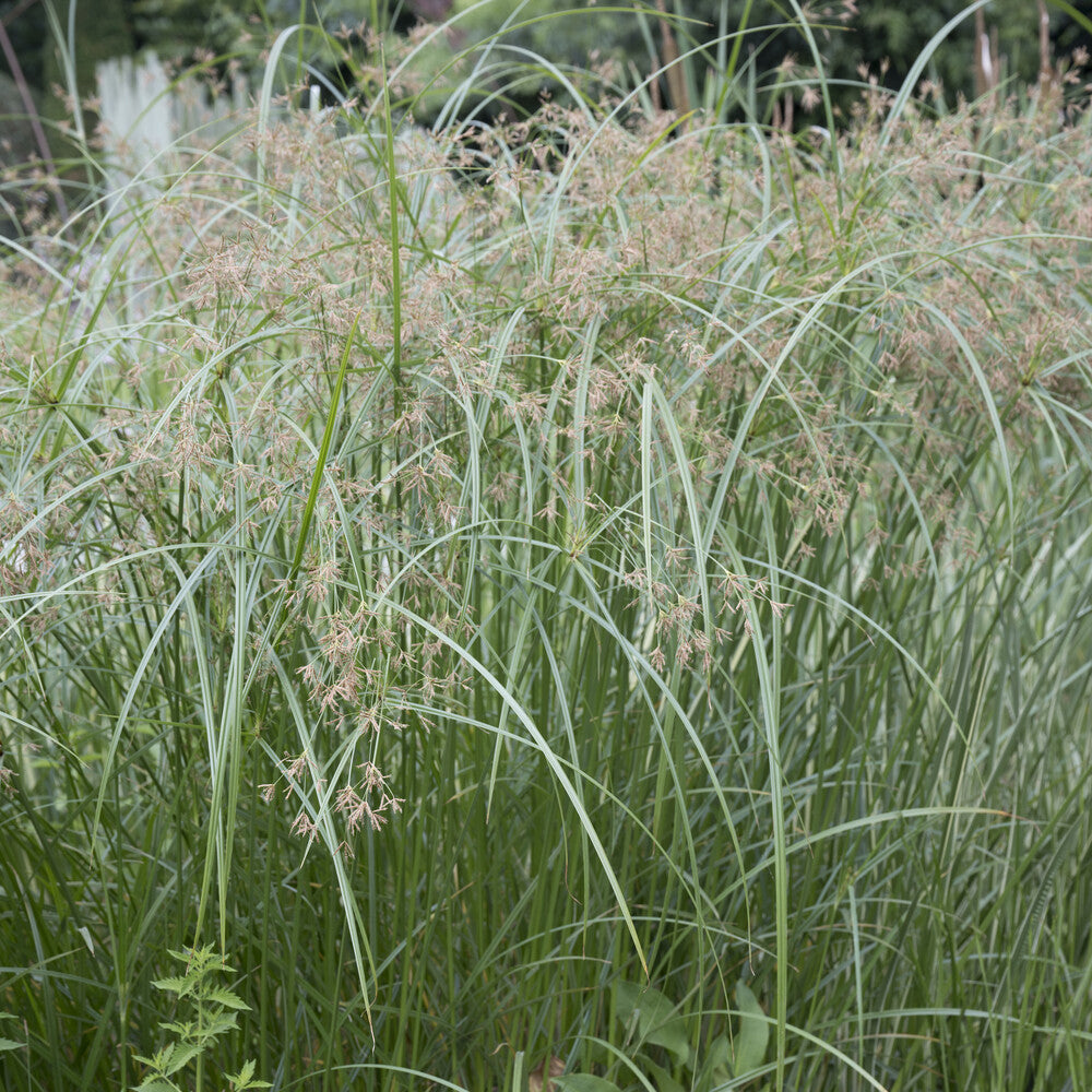 Souchet - Cyperus - Papyrus à feuilles alternes - Cyperus alternifolius
