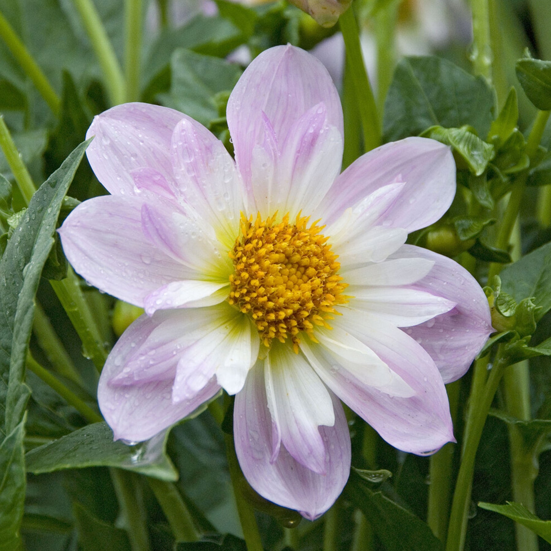 Dahlia collerette Teesbrooke Audrey - Dahlia Teesbrooke Audrey - Willemse