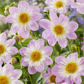 Dahlia collerette Teesbrooke Audrey - Willemse