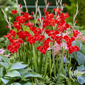 Gladiolus primulinus Atom - 15 Glaïeuls nains Atom - Glaïeul