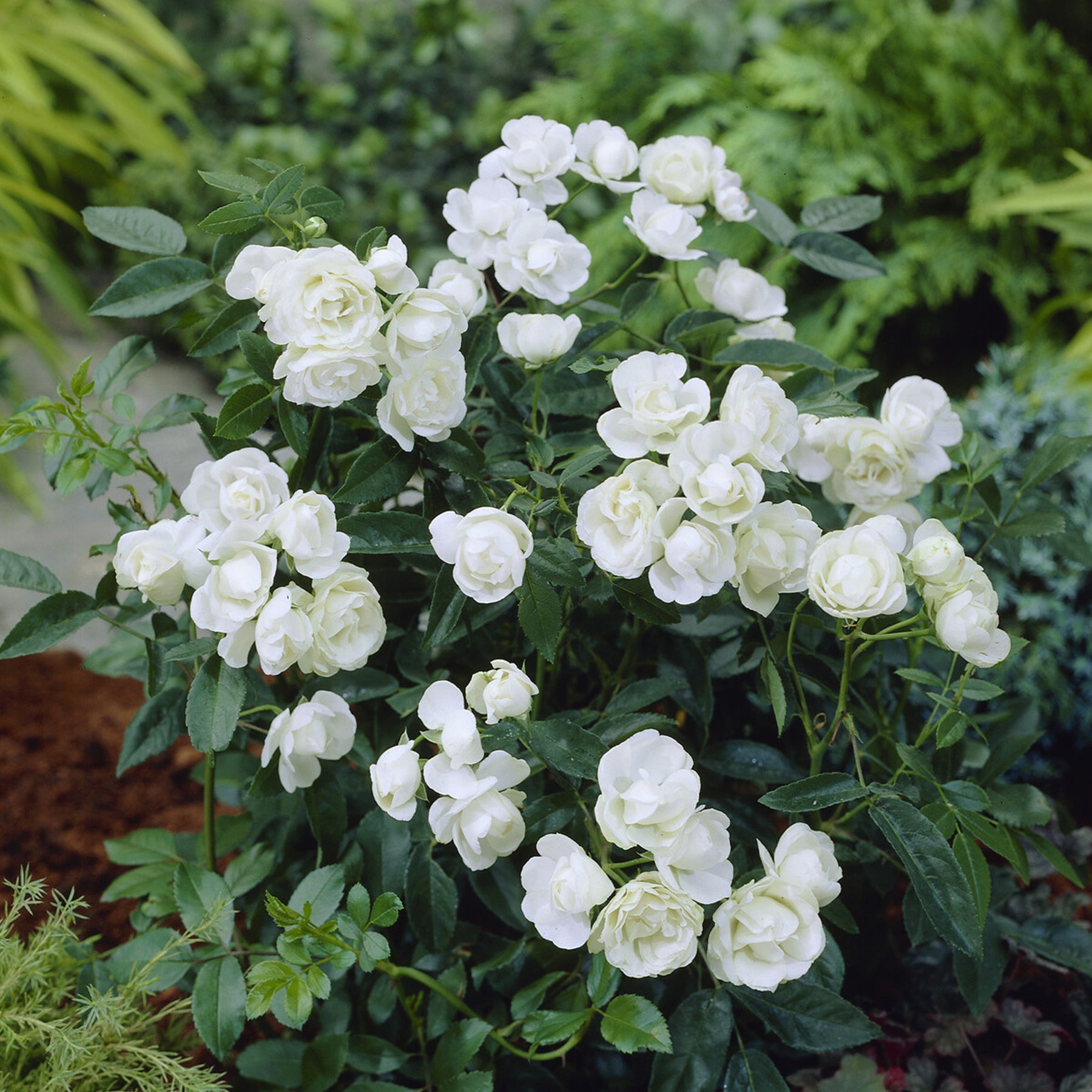 Rosier Fête des Mères blanc - Rosa White Mothers Day - Willemse