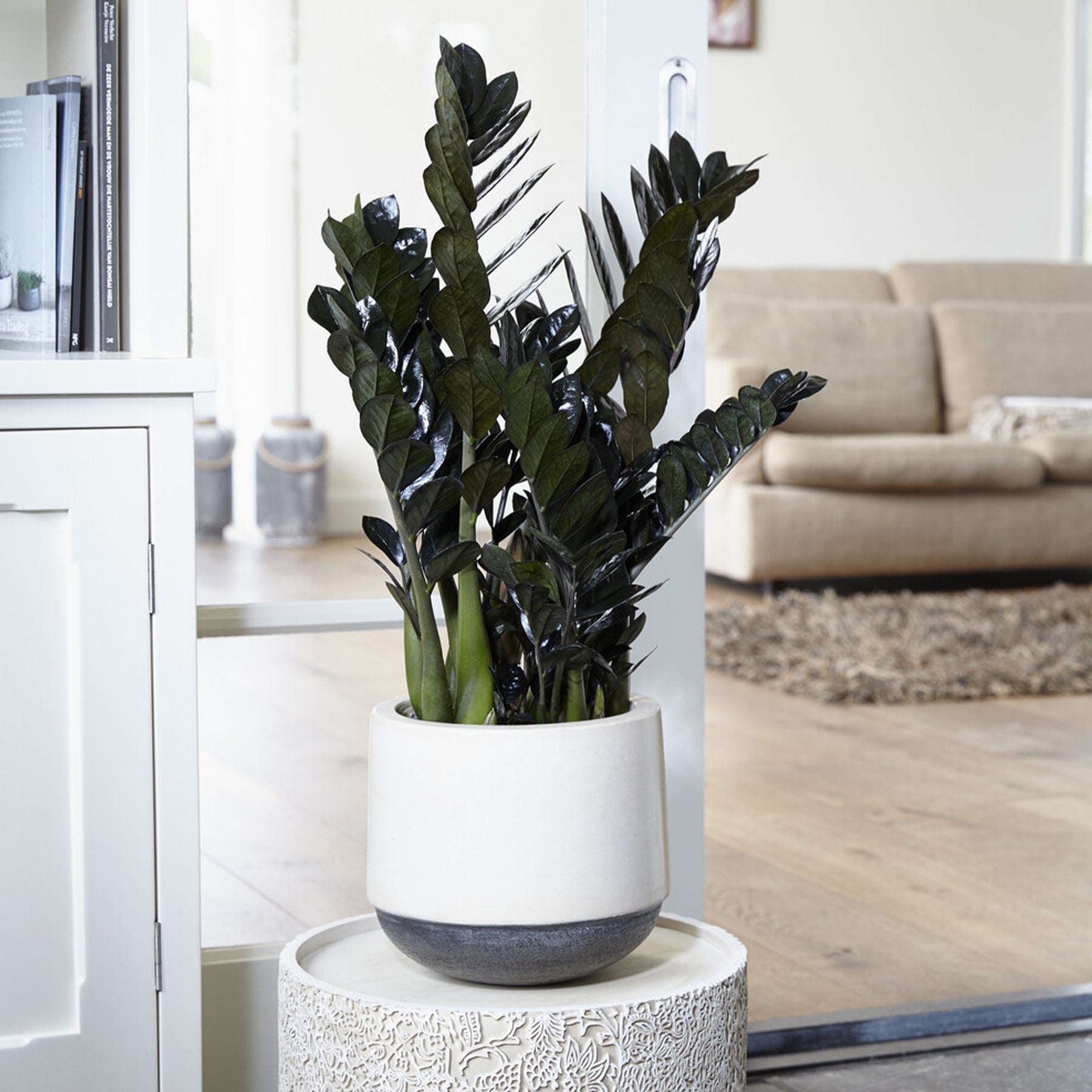 Zamioculcas Raven - Zamioculcas zamiifolia Raven - Willemse