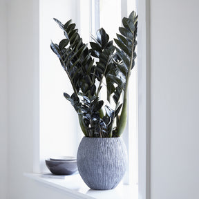 Zamioculcas zamiifolia Raven - Zamioculcas Raven - Zamioculcas