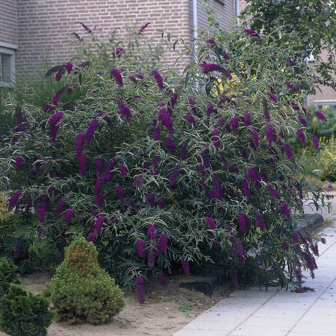 Arbres aux papillons - Arbre à papillons Black Knight - Buddleja davidii Black Knight