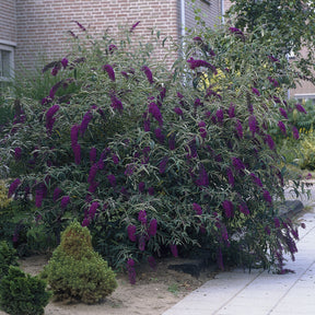 Arbres aux papillons - Arbre à papillons Black Knight - Buddleja davidii Black Knight