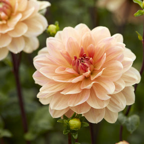 Dahlia décoratif Apricot Desire - Dahlia Apricot Desire - Willemse