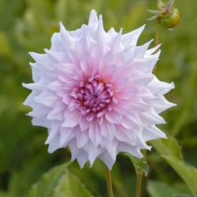 Dahlia à grandes fleurs Shiloh Noelle - Willemse