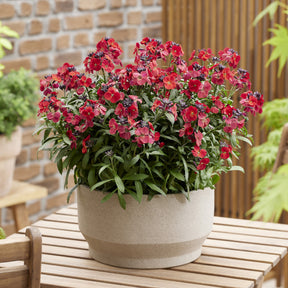 Erysimum Colour Vibe Red ® - Giroflée Colour Vibe Red® - Giroflée