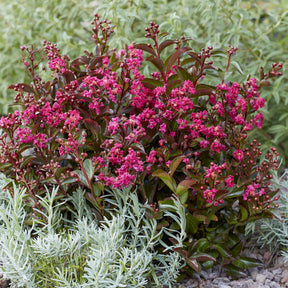 Lilas des Indes Berry Dazzle® - Willemse