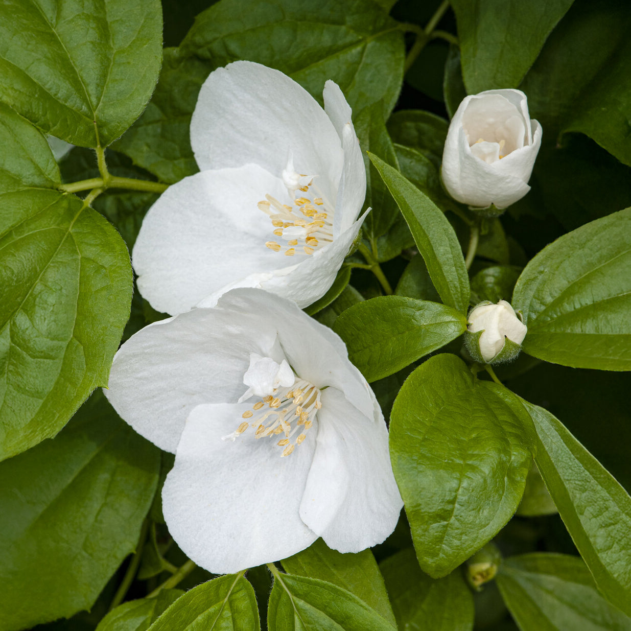 Seringat Natchez - Philadelphus - Philadelphus x virginalis Natchez - Willemse