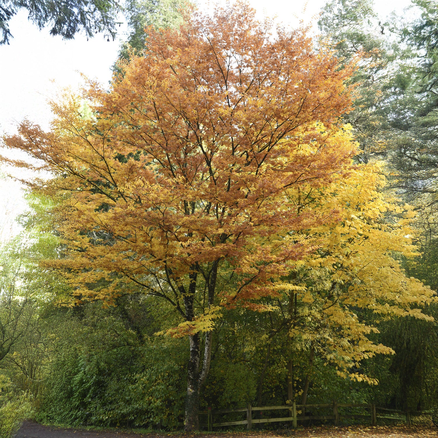 Arbres - Orme de Sibérie - Zelkova serrata - Zelkova serrata