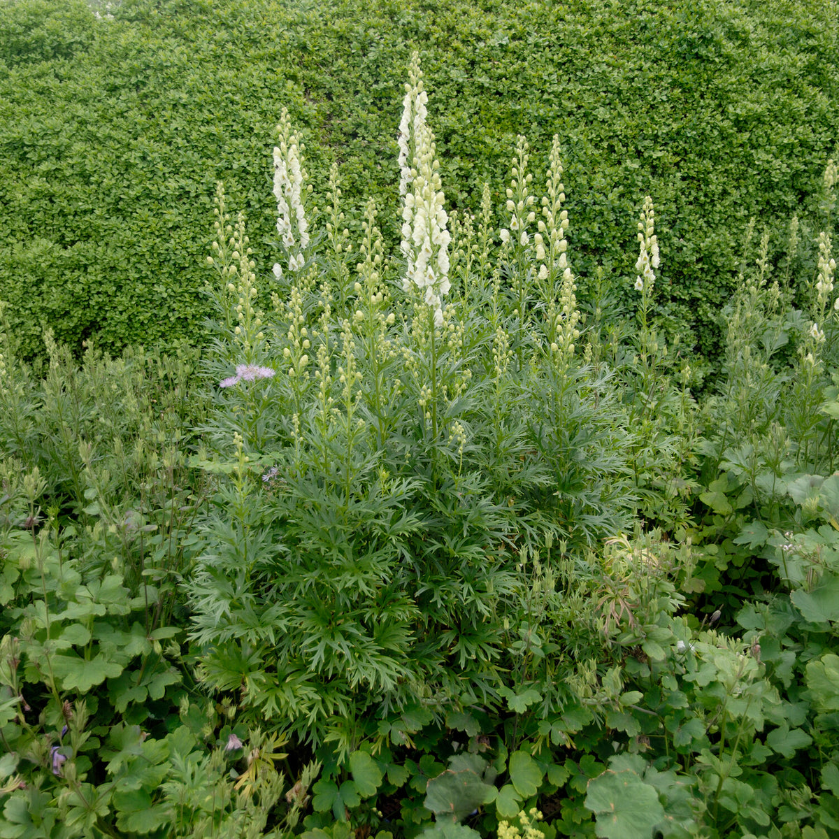 Aconit blanc - Aconitum napellus Album - Willemse