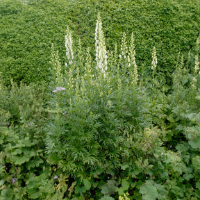 Aconit blanc - Aconitum napellus Album - Willemse