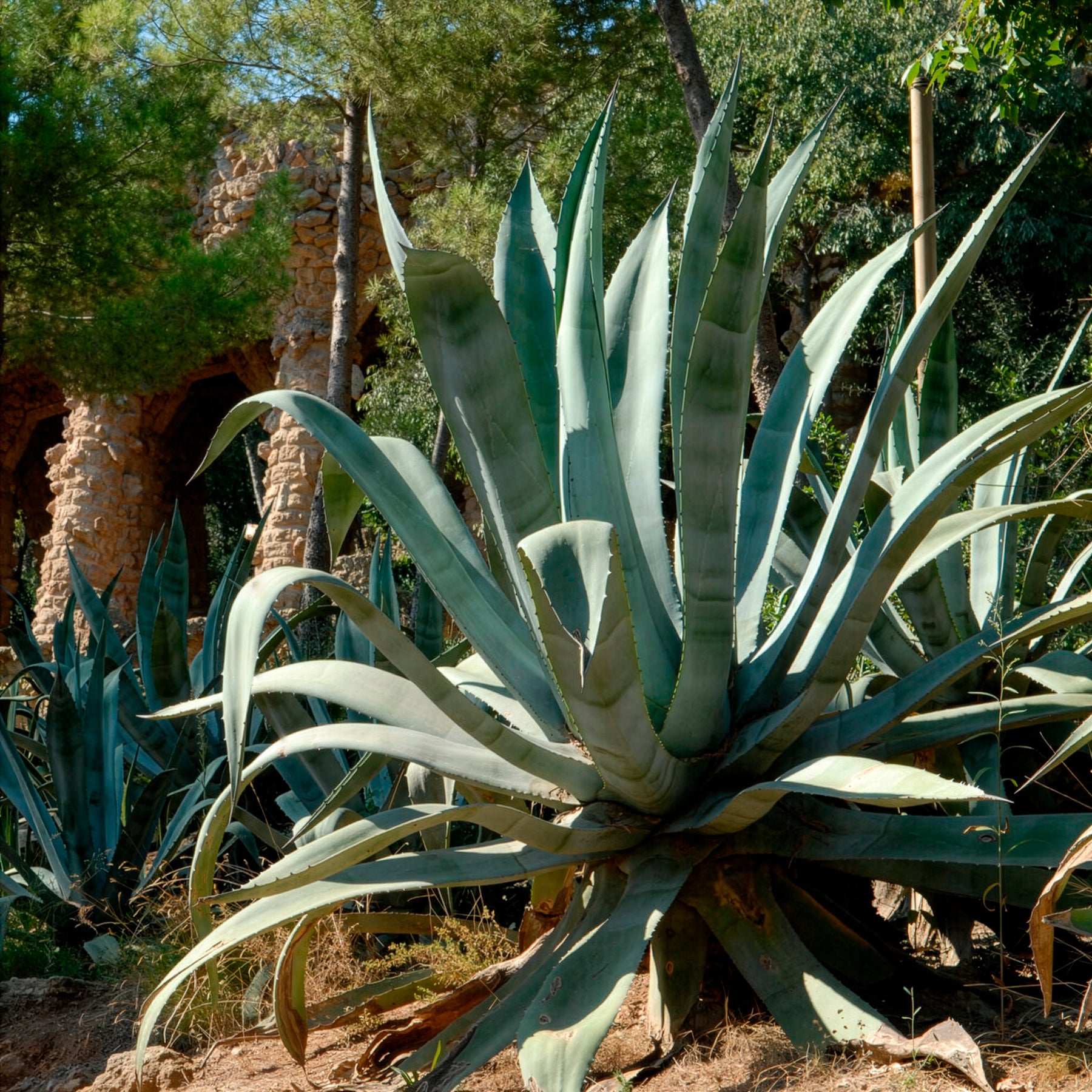Agave americana - Agave d'Amérique - Agave