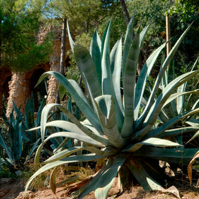 Agave americana - Agave d'Amérique - Agave