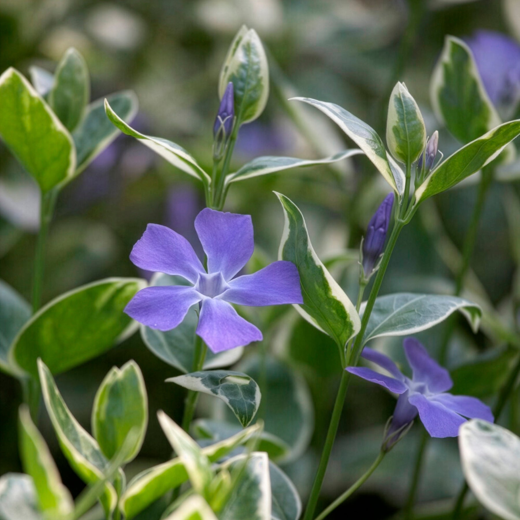Pervenche - Grande pervenche panachée - Vinca major Variegata