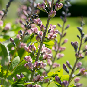 Lupin indigo Pink Truffles - Willemse