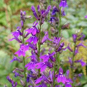 Lobelia gerardii Vedrariensis - Lobelia Vedrariensis - Lobelia