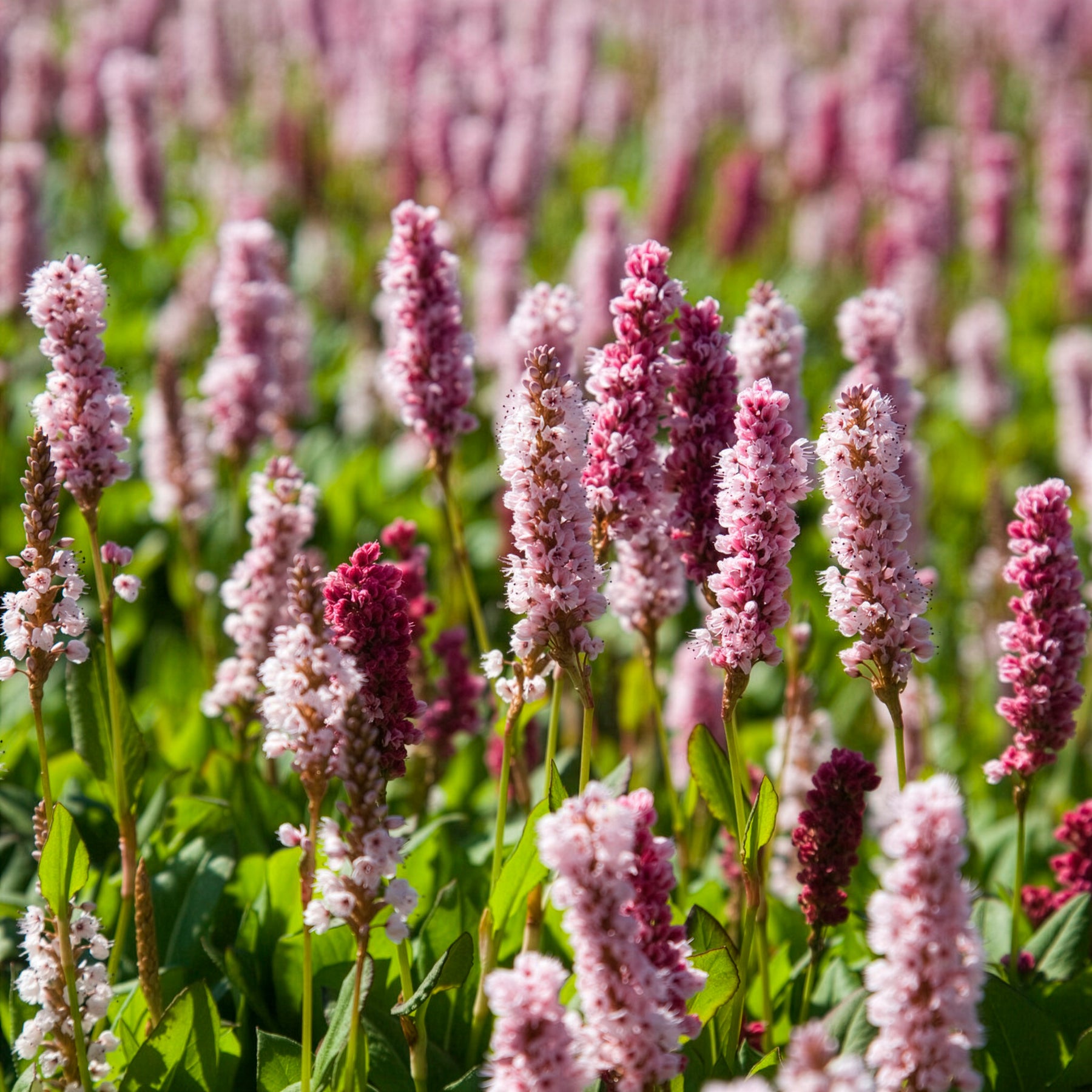 Vente Renouée naine Kabouter - Persicaire - Persicaria affinis Kabouter