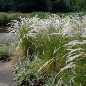Stipe - Stipa - Stipe ichu - Stipa ichu