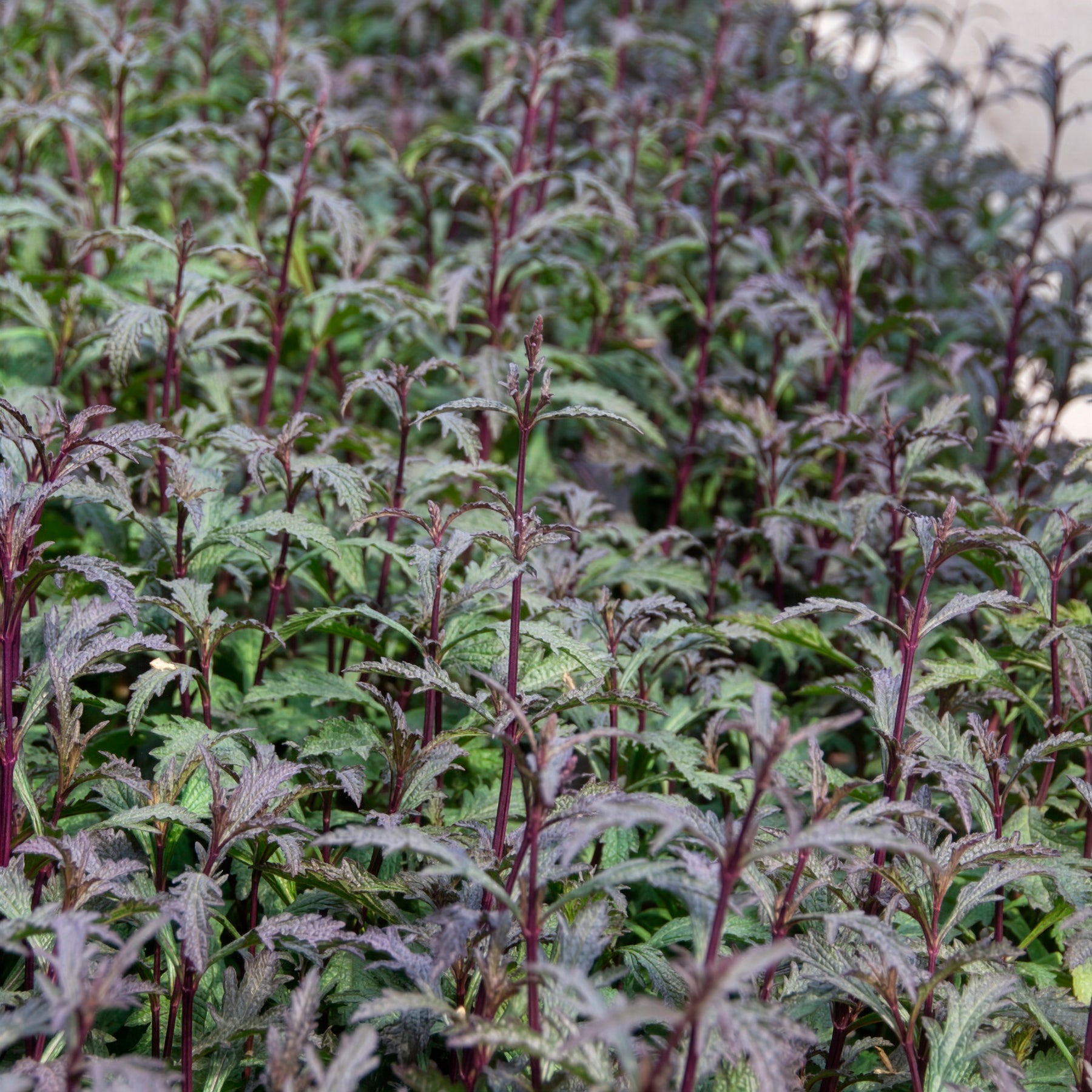 Vente Verveine officinale Bampton