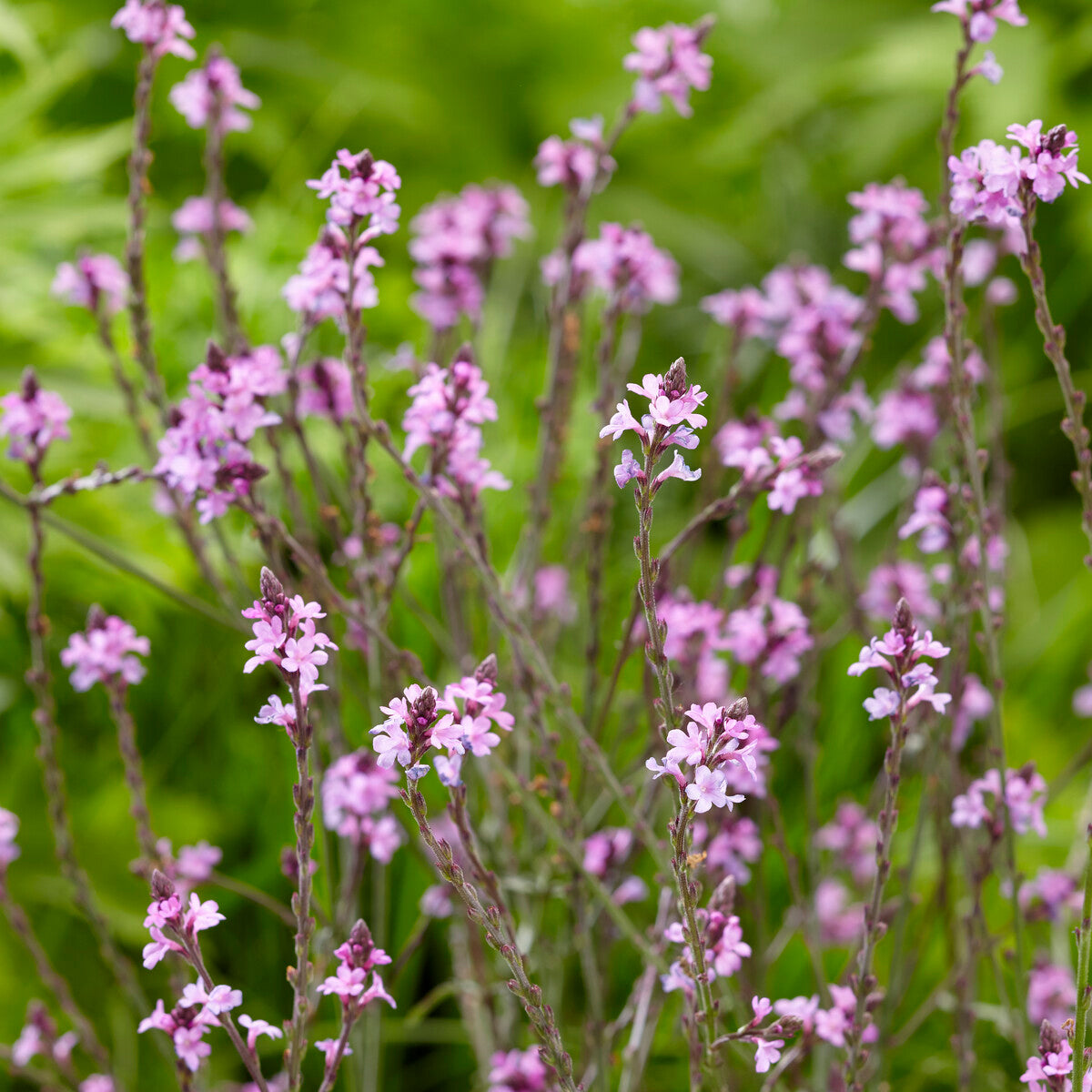 Verveine - Verveine officinale Bampton - Verbena officinalis Bampton