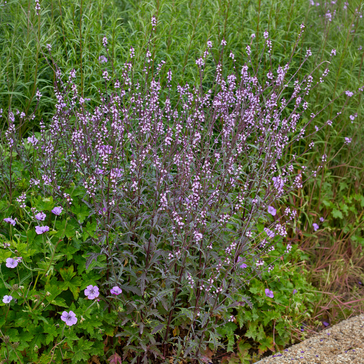 Verveine officinale Bampton - Willemse