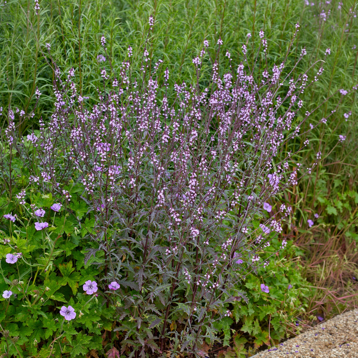 Verveine officinale Bampton - Willemse