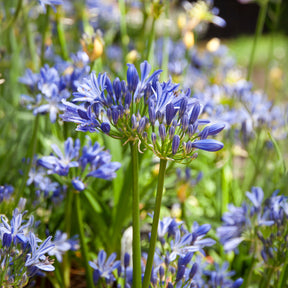 Agapanthe Charlotte - Willemse