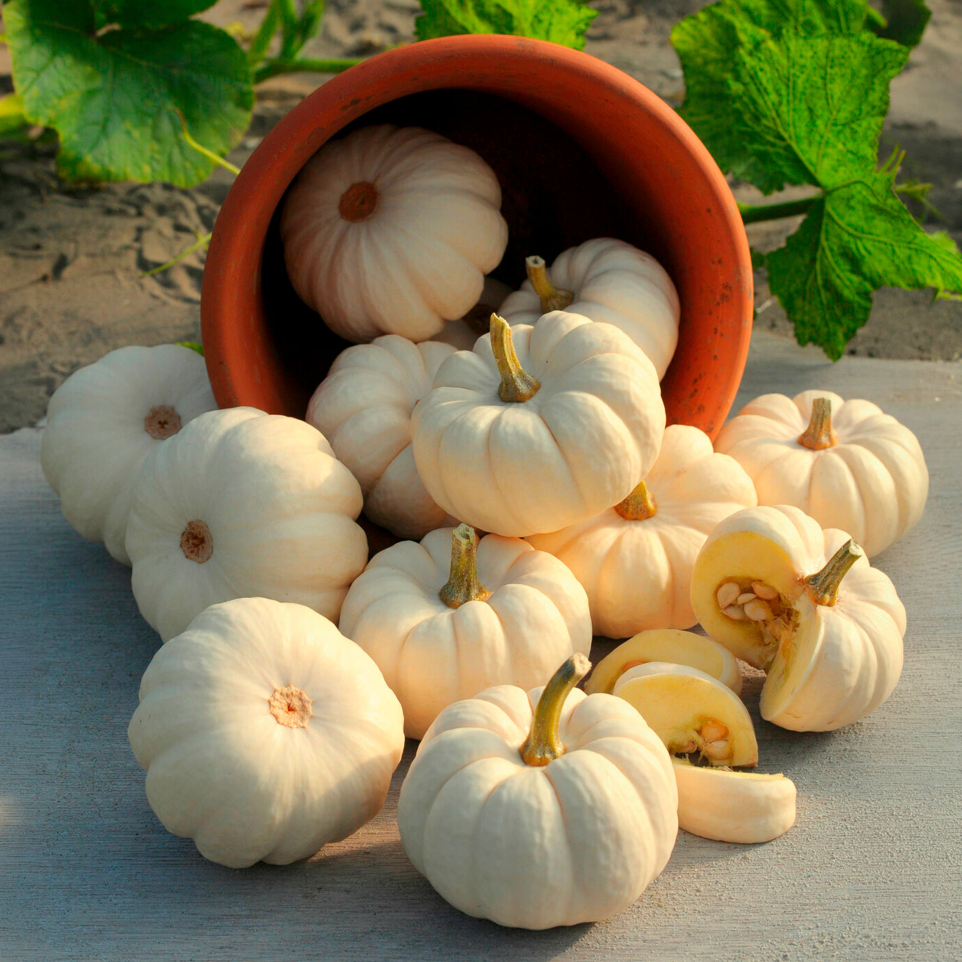 Courges - Courge Baby Boo - Cucurbita pepo Baby Boo