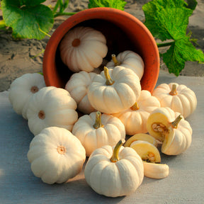 Courges - Courge Baby Boo - Cucurbita pepo Baby Boo