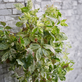 Parthenocissus quinquefolia Star shower® Mooham - Vigne vierge Star shower® - Vigne vierge