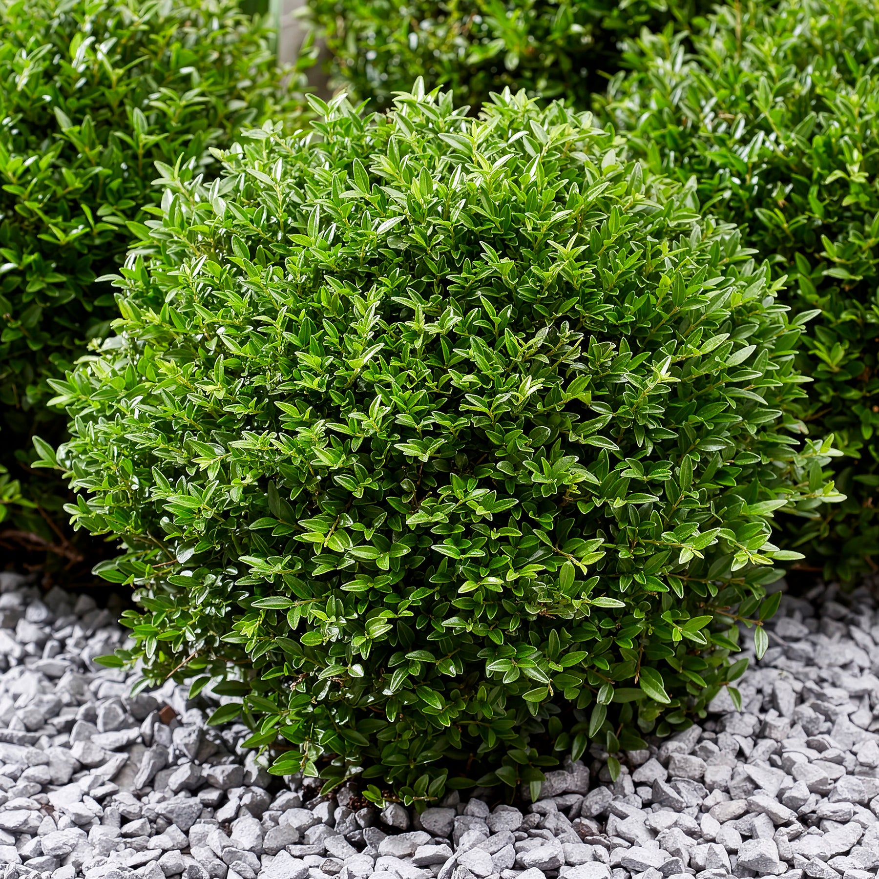 Chèvrefeuille arbustif Green Breeze - Willemse