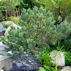 Pin sylvestre Watereri - Willemse